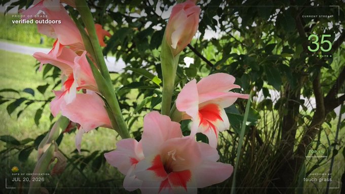 Pink gladiolus flowers blooming in a garden with a 'PROOF OF GRASS' overlay dated JUL 20, 2025, showing CURRENT STRAIN CD 35, 79% light intensity, and a 'touch grass' label.