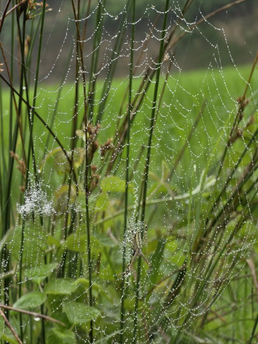 A close-up nature photograph of a delicate spider web covered in dew drops, stretched between blades of grass in a green field.