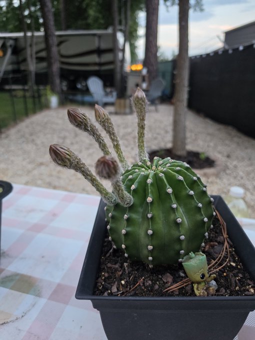 A potted round green cactus with several fuzzy, elongated flower buds emerging from its top, sitting on an outdoor table with an RV in the background.