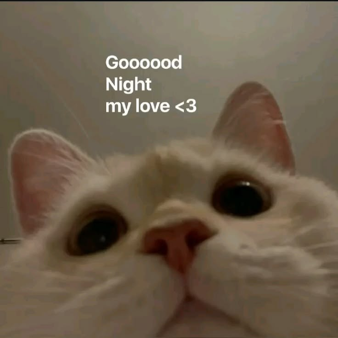 Close-up selfie of a cream and white cat looking up with the text "Goooood Night my love <3" overlaid.