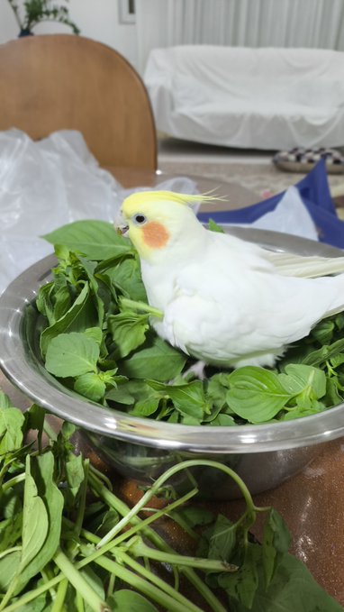 A yellow and white cockatiel standing in a metal bowl filled with fresh green leafy vegetables, with more greens scattered on the table below.