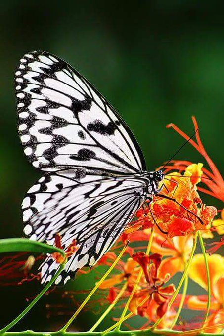 A striking macro photograph of a black and white butterfly with intricate wing patterns perched on vibrant orange flowers against a blurred green background.