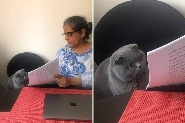 A woman in a blue patterned shirt sits reading papers while a gray Scottish Fold cat appears next to her in a composite image, seemingly 'reading' alongside her with a laptop on a red table.