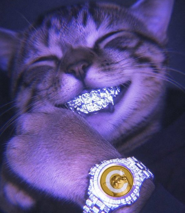 Close-up of a smiling cat with glittery silver teeth/grillz and a matching jeweled collar with a gold emblem.