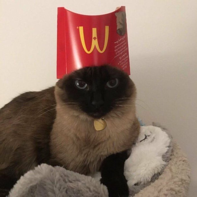 A Siamese cat wearing a McDonald's fry box as a hat, sitting in a fluffy bed.