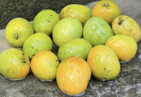 The image features a group of twelve green and yellow mangoes sitting together on a rock or stone surface. The mangoes are arranged in various positions, some overlapping each other while others are more spread out. The background appears to be a grayish-brown color, which contrasts with the vibrant colors of the mangoes. The post that accompanies this image is titled "Good Morning X Family @XOOBNetwork New day new week new months new opportunity, stay connect and keep growing".