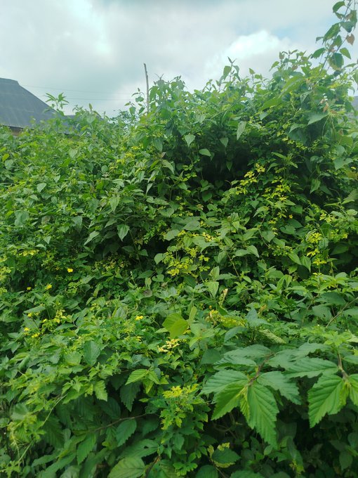 A dense thicket of green leafy bushes with small yellow flowers is shown under a cloudy sky, with the roof of a building barely visible in the upper left.