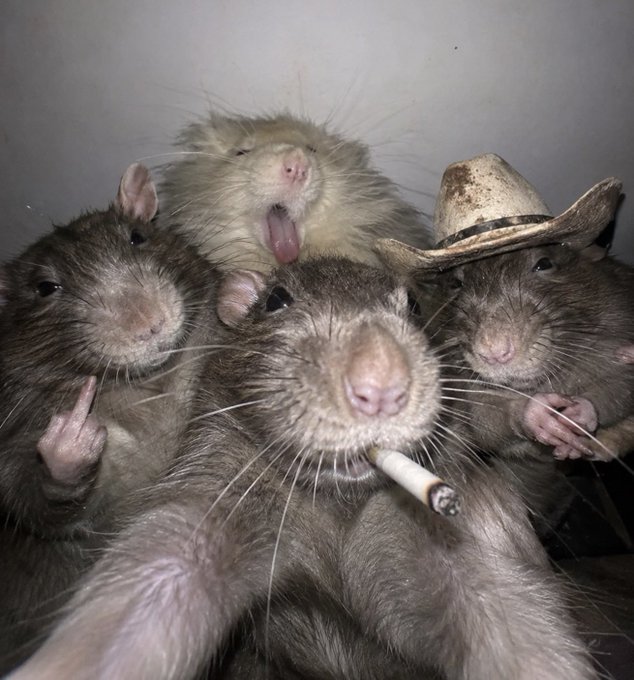 A humorous photo of five rats crowded together taking a selfie, with one wearing a tiny cowboy hat and another holding a lit cigarette in its mouth.