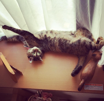 A tabby cat lying on its back on a wooden table next to a wooden cat figurine, with its paws stretched out in a relaxed pose.