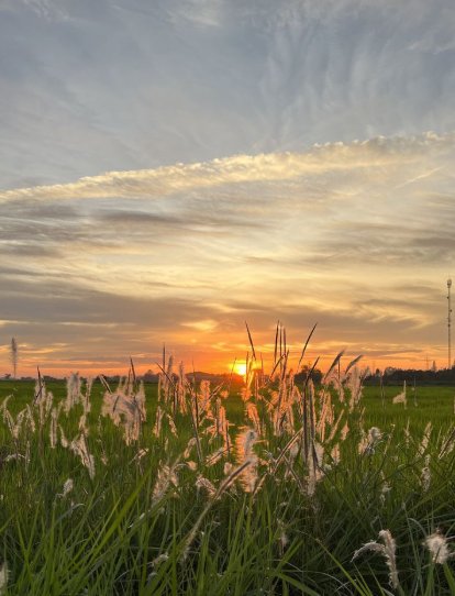 A scenic sunset view over a grassy field with tall plants silhouetted against an orange sky.