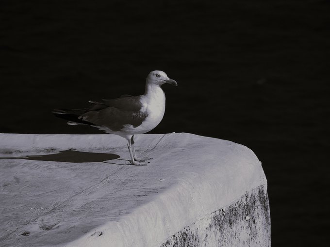 A photograph of a seagull perched on a white concrete ledge with dark water in the background.
