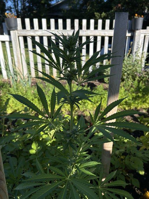 A cannabis plant grows tall in a backyard garden, surrounded by other greenery and bordered by a white picket fence.

The image ties to the post's upbeat "humpday" motivation by showcasing a thriving plant reaching skyward—mirroring the message of looking forward and growing through the week.