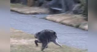 A wildlife clip showing a crocodile on a riverbank with what appears to be prey in its mouth.
