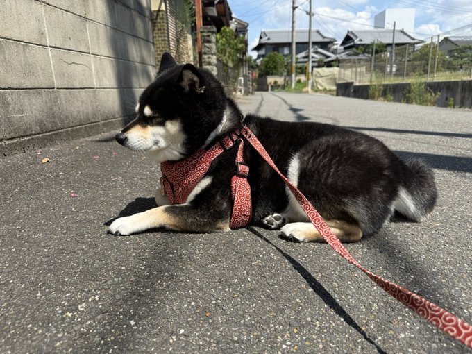 A black and tan Shiba Inu lies peacefully on a paved street wearing a red patterned harness and matching leash, perfectly embodying the caption by appearing to enter a meditative state mid-walk. Japanese-style houses in the background add to the serene, contemplative scene.