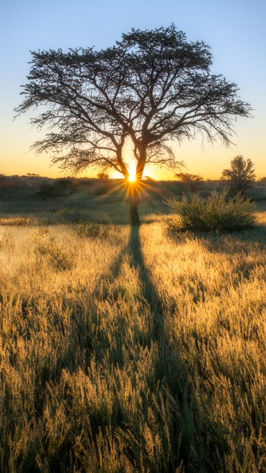 Silhouette of a lone tree in a golden grass field at sunset, with the sun visible through its branches.