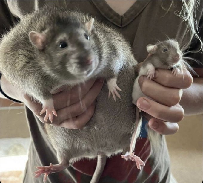 A person holding three pet rats against their chest, including a large adult rat with dark agouti fur and two smaller, younger rats with lighter coats.