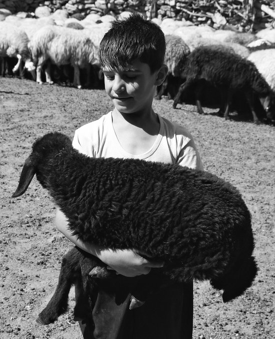A young boy stands in a dusty sheep pen, cradling a black lamb in his arms while a flock of sheep grazes behind him in this evocative black-and-white photograph, titled "Silent Companions," now available as a 1/1 NFT edition for 100 #tezos. The tender scene captures a quiet bond between child and animal, fitting the contemplative tone suggested by the artwork's title.