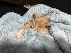 A close-up photo of a small orange tabby kitten sleeping peacefully on a fluffy light blue blanket.