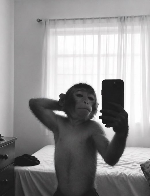 A black-and-white photograph shows a young monkey taking a mirror selfie with a smartphone, posing with its other hand behind its ear in a bedroom setting.