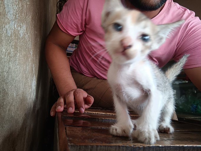 A small white and tan kitten stands on a wooden stool next to a person wearing a pink shirt.