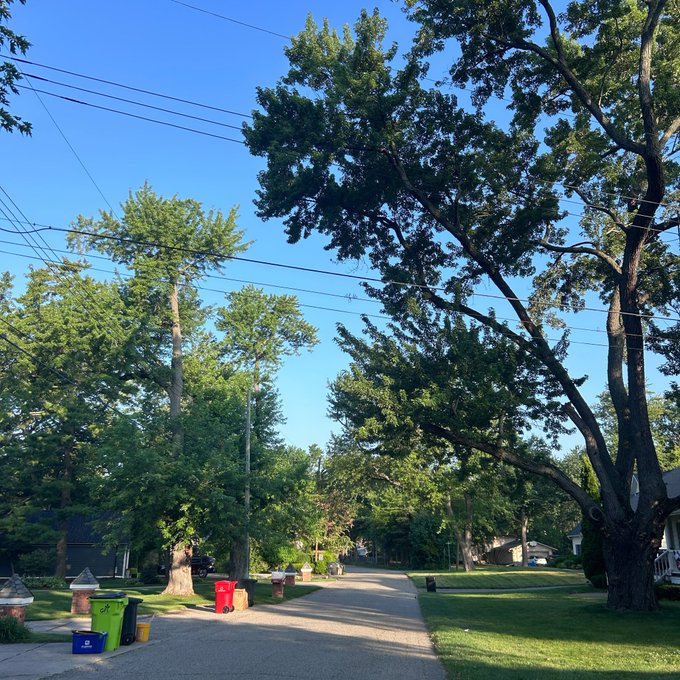 A photograph of a quiet suburban street lined with large green trees under a clear blue sky, with recycling bins placed along the curb.