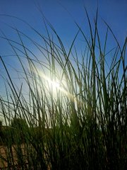 A low-angle photograph of green grass blades silhouetted against a bright blue sky with the sun shining through.