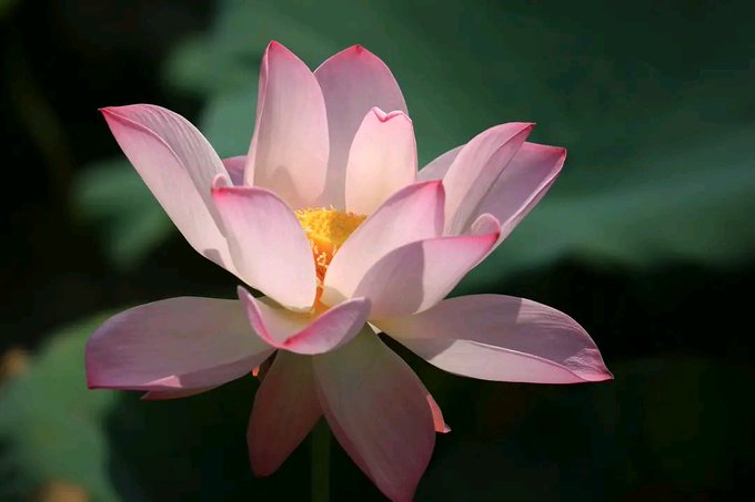 A close-up photograph of a pink and white lotus flower in full bloom with a yellow center against a blurred dark green background.
