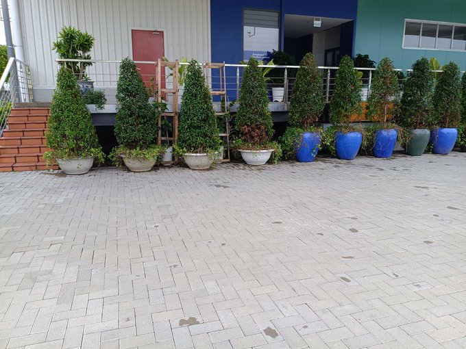 An outdoor scene showing a row of potted topiary trees and plants in blue and gray planters arranged along a tiled walkway in front of a modern building with a balcony.