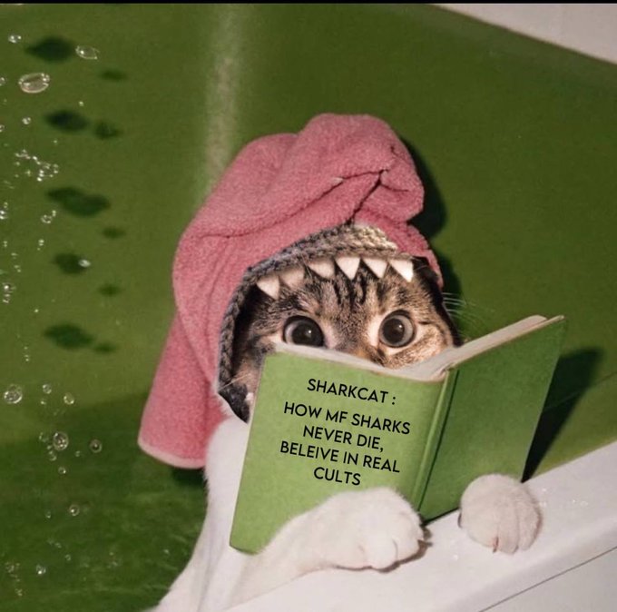 A humorous photo of a cat wrapped in a pink towel with a spiky shark-fin hood reading a green book titled 'SHARKCAT: HOW MF SHARKS NEVER DIE, BELEIVE IN REAL CULTS' while sitting in a bathtub.