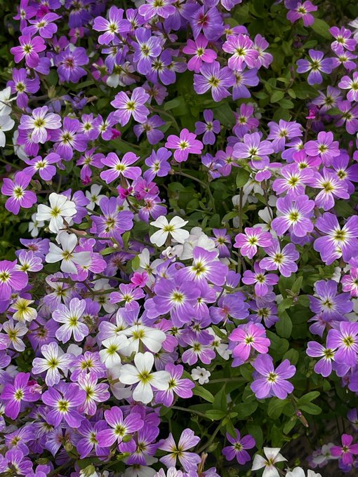 A dense cluster of small flowers in shades of purple, pink, and white with yellow centers, surrounded by green foliage.