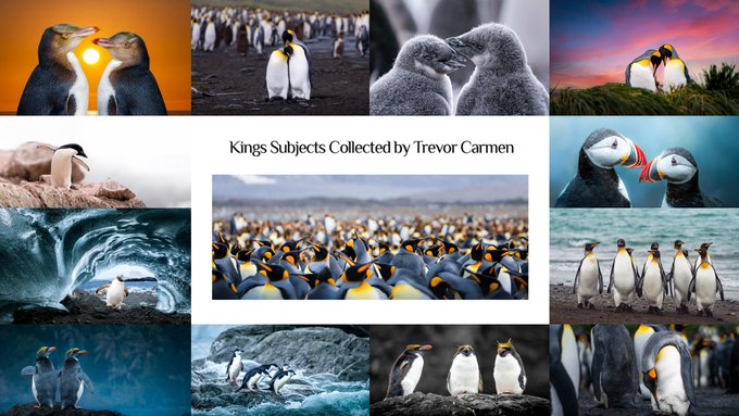 A photo collage of various penguins titled 'Kings Subjects Collected by Trevor Carmen', showing different species in various natural settings.