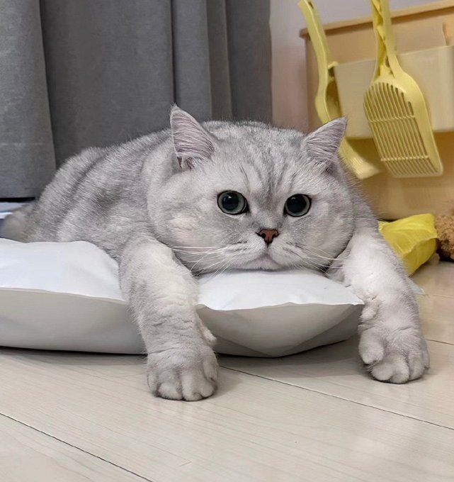 A gray cat with large expressive eyes rests on a white pillow on a wooden floor, with a yellow litter scoop visible in the background.