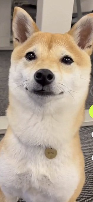A Shiba Inu dog with a name tag reading "KITSU" looks directly at the camera, likely representing the mascot of the $Kitsu Kulture token project as the team announces regaining control of the creator wallet.