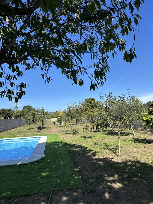 A sunny backyard garden featuring a blue swimming pool with surrounding artificial turf, scattered young trees, and lawn chairs under a clear sky with tree branches framing the top of the view.