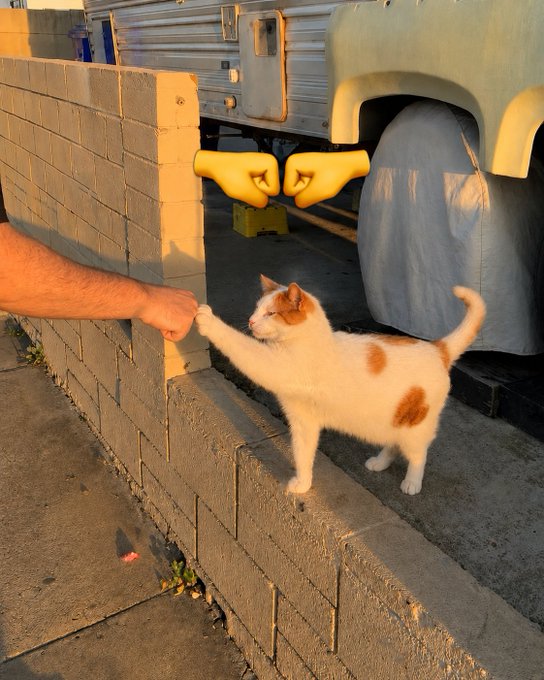 A white and orange cat reaches out to touch a person's fist through a gap in a brick wall, while a digital edit adds a pair of yellow cartoon fists in the background.