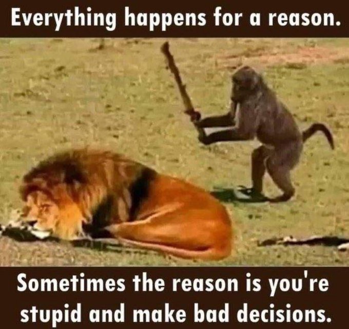 A meme showing a baboon standing behind a sleeping lion holding a stick like a club, with text reading 'Everything happens for a reason.' at the top and 'Sometimes the reason is you're stupid and make bad decisions.' at the bottom.