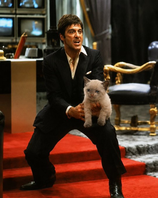 Al Pacino, dressed in a black suit with an open collar, crouches while holding a small white kitten on red-carpeted stairs in what appears to be a scene from a film.