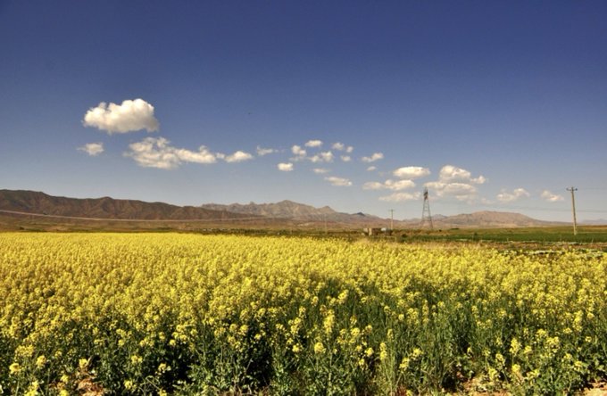 A vibrant yellow field of blooming flowers, likely rapeseed, stretches toward a mountain range under a blue sky dotted with clouds.