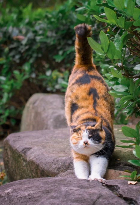 A calico cat with orange, black, and white markings stretches upward with its tail raised while walking on stone blocks surrounded by lush green foliage.