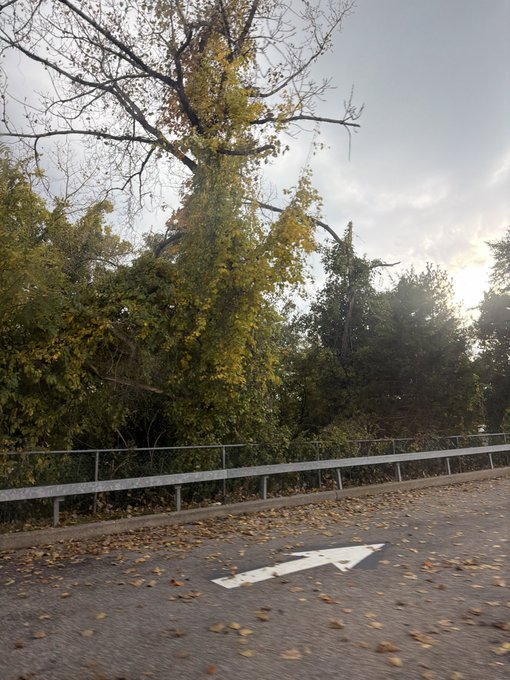 An autumnal road scene with fallen yellow leaves on the pavement, a white directional arrow painted on the road, metal guardrails, and tall trees with yellowing foliage against a pale cloudy sky.