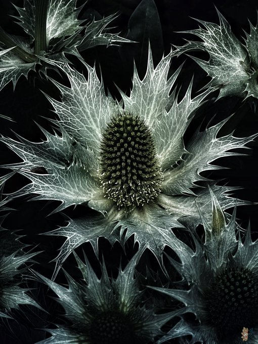 A detailed close-up photograph of a spiky thistle flower with a greenish-white spiny bract structure against a dark background.