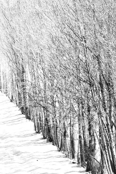 A black and white photograph of a snowy forest scene with frost-covered bare trees lining a snow-covered path.