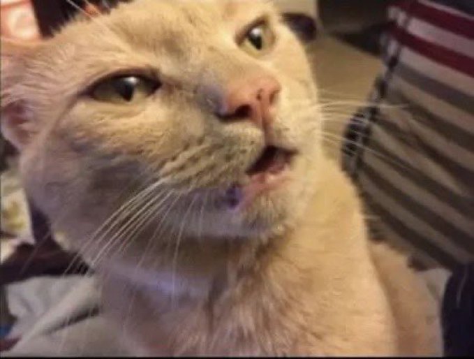 A close-up photo of a wide-eyed orange/cream colored cat with its mouth slightly open, appearing surprised or mid-meow.