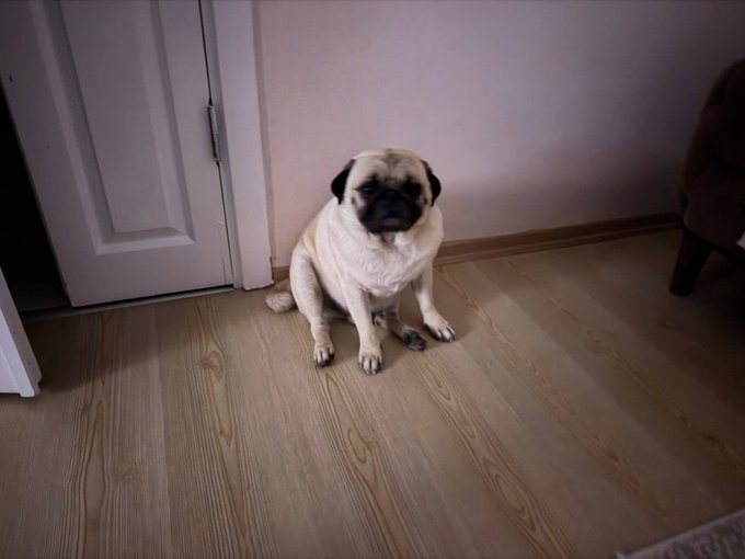 A pug sits calmly on a light wooden floor, embodying the relaxed, unbothered vibe of the $MAÇO meme token.