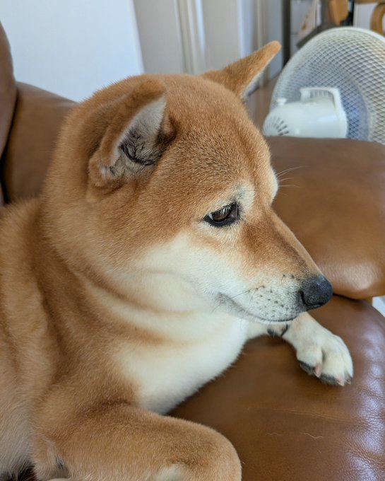 A profile view of a red Shiba Inu resting on a brown leather couch with a fan visible in the background, perfectly capturing the calm, photogenic demeanor that earned this pup plenty of likes.