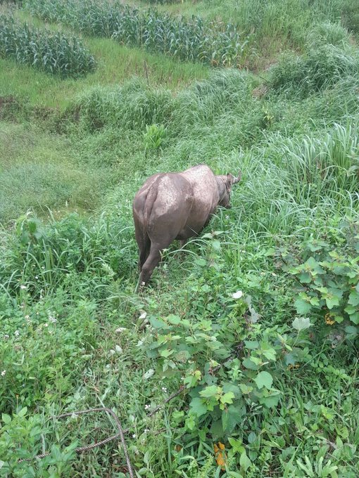 In this image, a brown cow is walking through tall grass in an open field with green plants surrounding it. The cow appears to be moving towards the right side of the frame. There are also some trees visible in the background, adding depth to the scene. The photo has been captioned with a link to another post on social media, which seems to be about cows or farming.