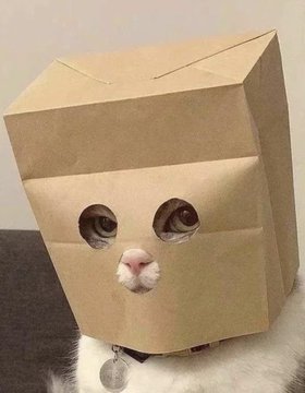 A cat's face peeks through eye holes cut into a cardboard box, with the feline's real eyes and pink nose visible, humorously illustrating the "$ZCAT" token being "boxed in" or down 25%.
