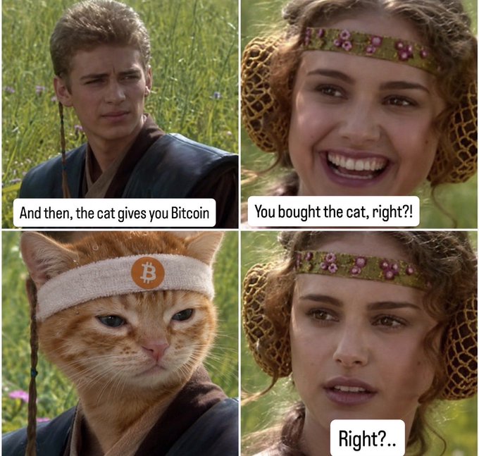Four-panel Star Wars meme featuring Anakin and Padmé, with a cat's face edited onto Anakin in the third panel wearing a Bitcoin headband. Text reads: 'And then, the cat gives you Bitcoin,' 'You bought the cat, right?!,' and 'Right?..'