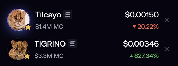 A cryptocurrency tracker displays two cat-themed memecoins—TILCAYO at $0.00150 with a $1.4M market cap showing a 20.22% decline, and TIGRINO at $0.000346 with a $3.3M market cap surging 827.34%. The image illustrates the poster's frustration about Solana traders ruining the narrative around a newly discovered cat species by engaging in PvP trading wars between these rival cat tokens.