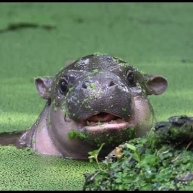 A baby pygmy hippopotamus named Brötchen peeks out from a pond covered in green duckweed, smiling adorably at the camera, perfectly matching the post's description of an "adorable pygmy hippo" and its hashtag #Brötchen.